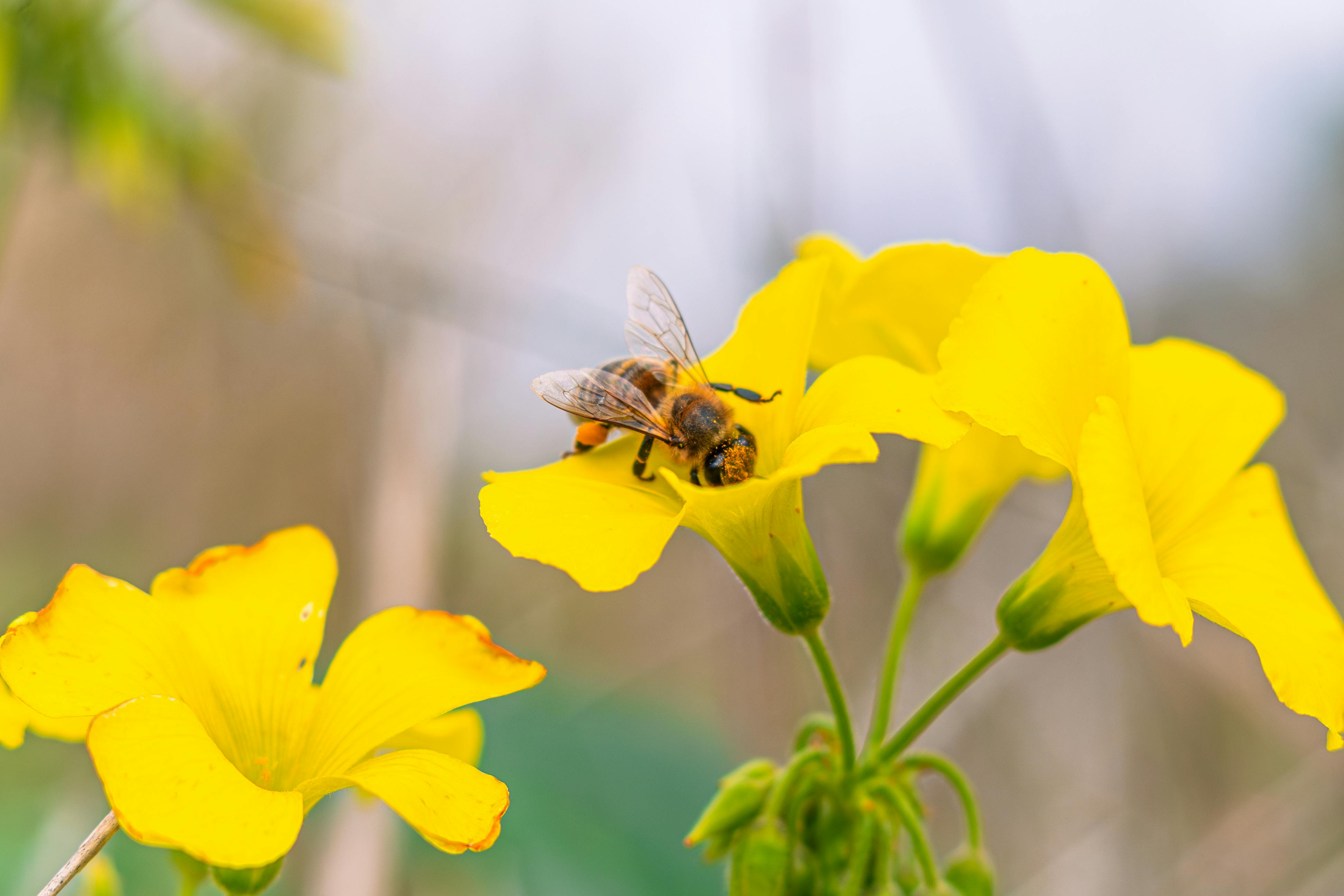 BEE Community Grant Scheme
