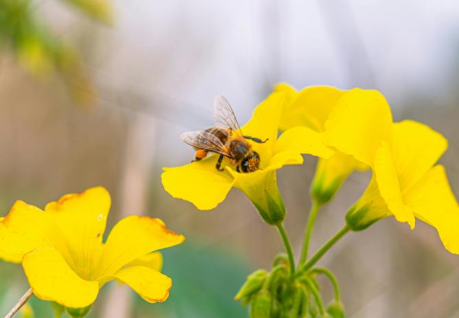 BEE Community Grant Scheme